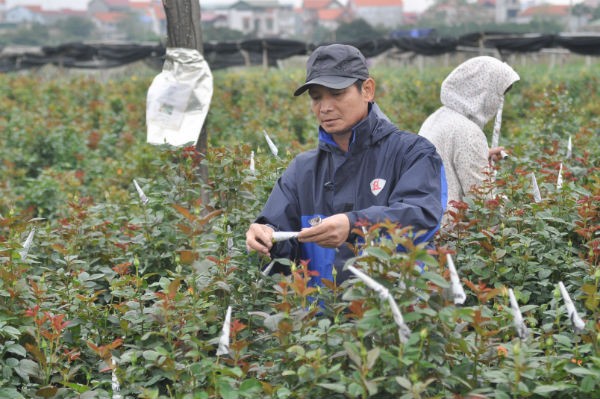 Tay Tuu flower village in Spring  - ảnh 11